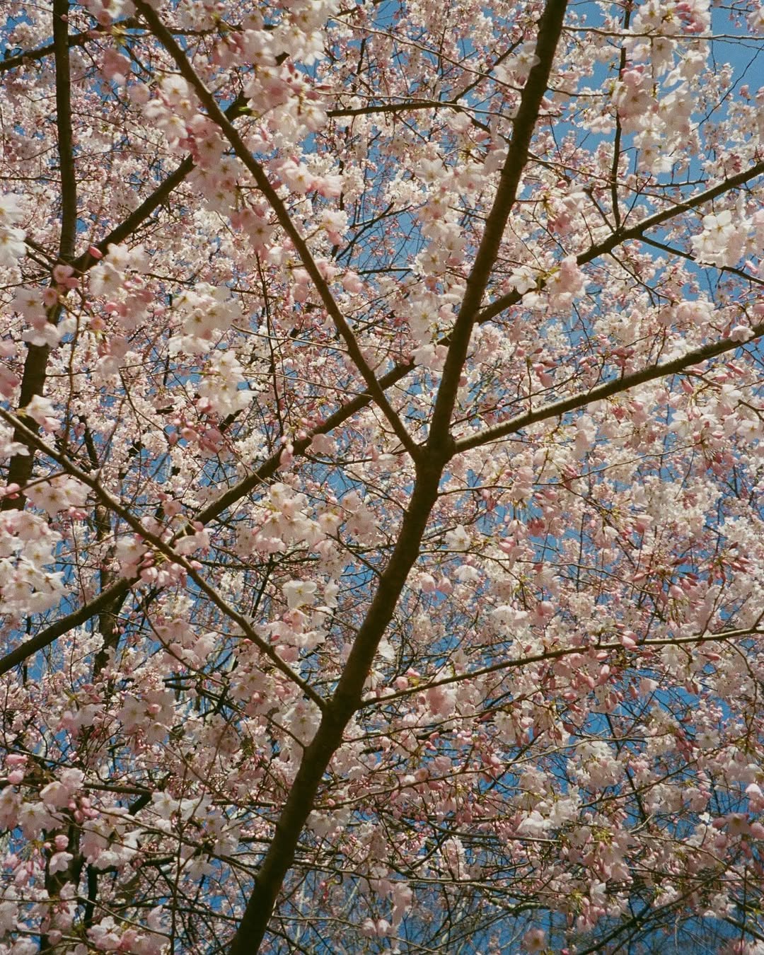 Blossoms